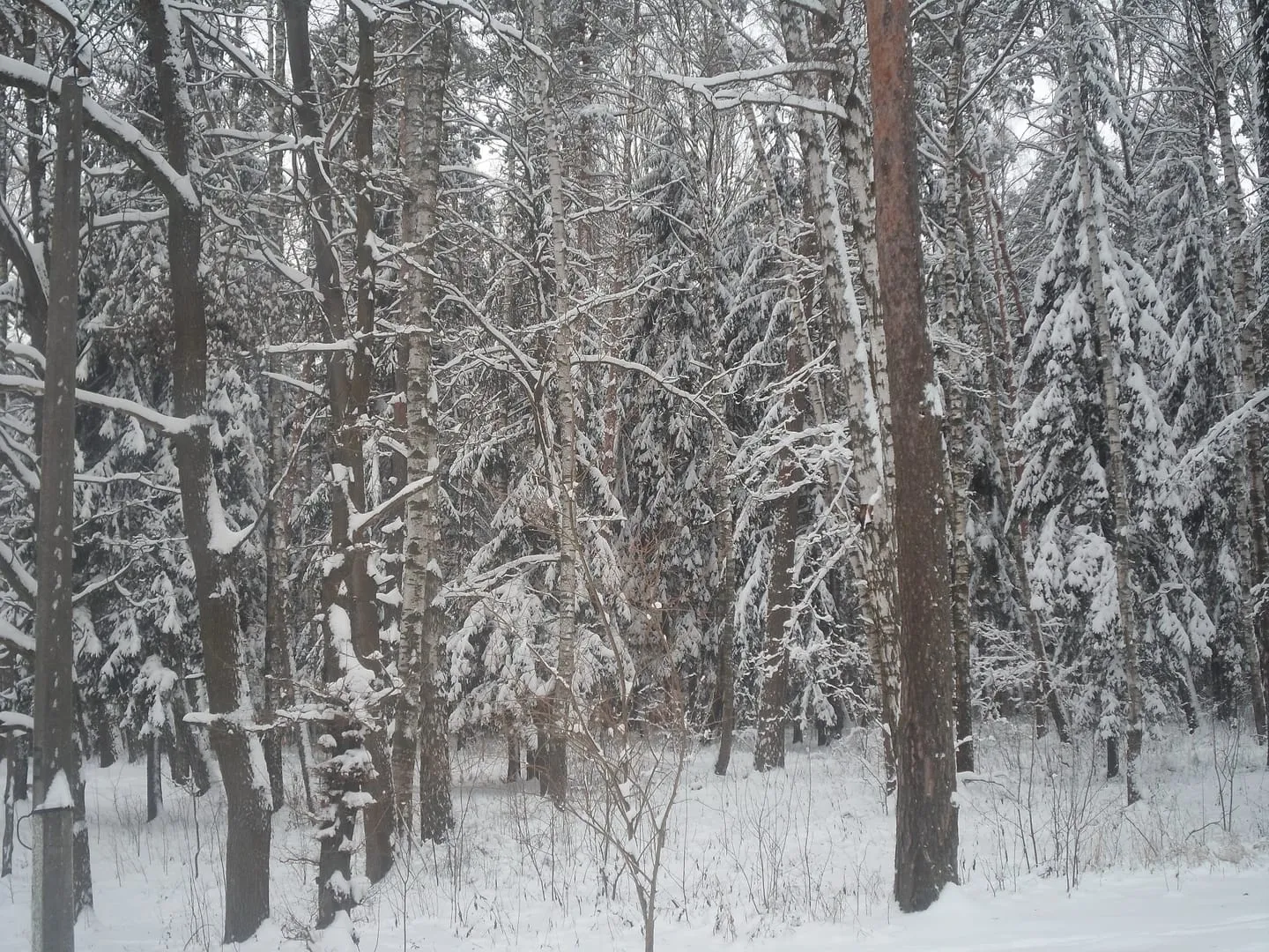 Печерский лесопарк